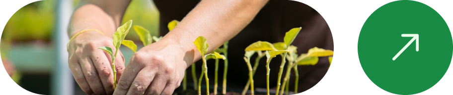 Amo Fresh Icon - Sustainability